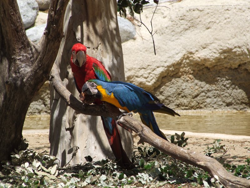 Zoo de La Palmyre