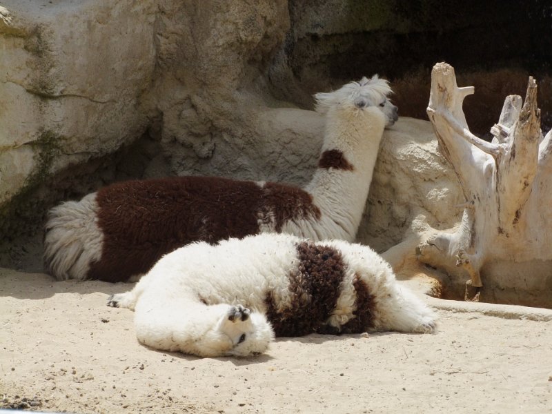 Zoo de La Palmyre