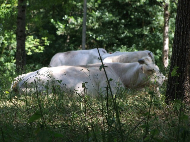 Le Marais Poitevin