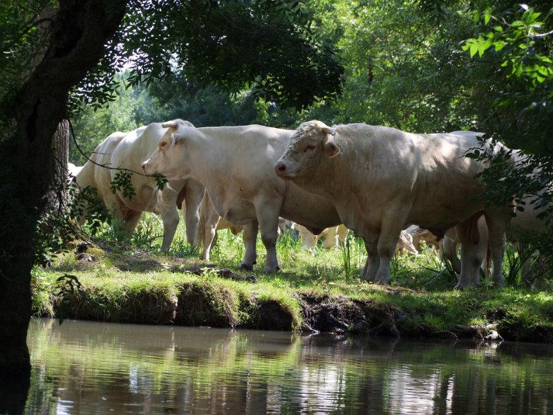 Le Marais Poitevin