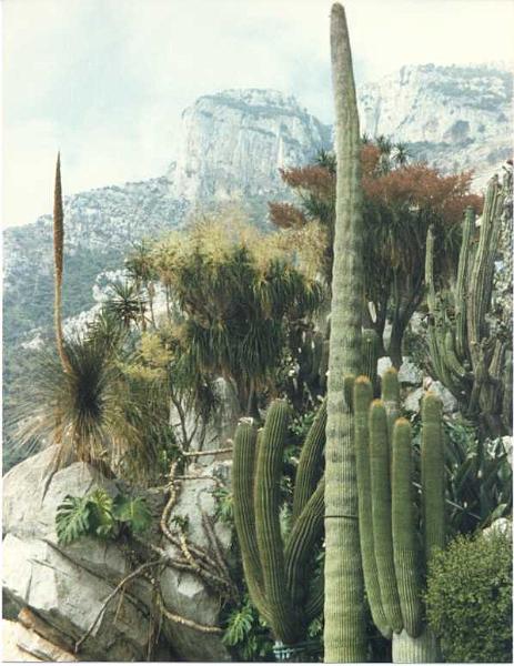 Monaco, Jardin exotique